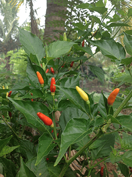 piment(1).png